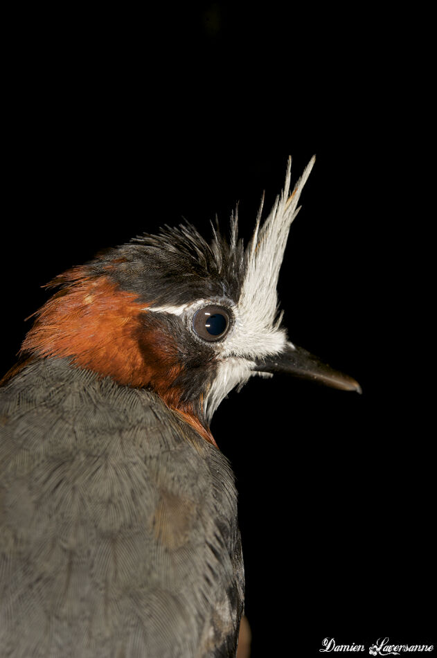 White-plumed Antbird