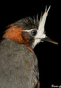 White-plumed Antbird