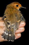 Common Scale-backed Antbird