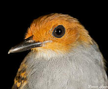 Common Scale-backed Antbird