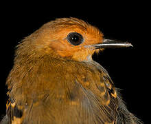 Common Scale-backed Antbird