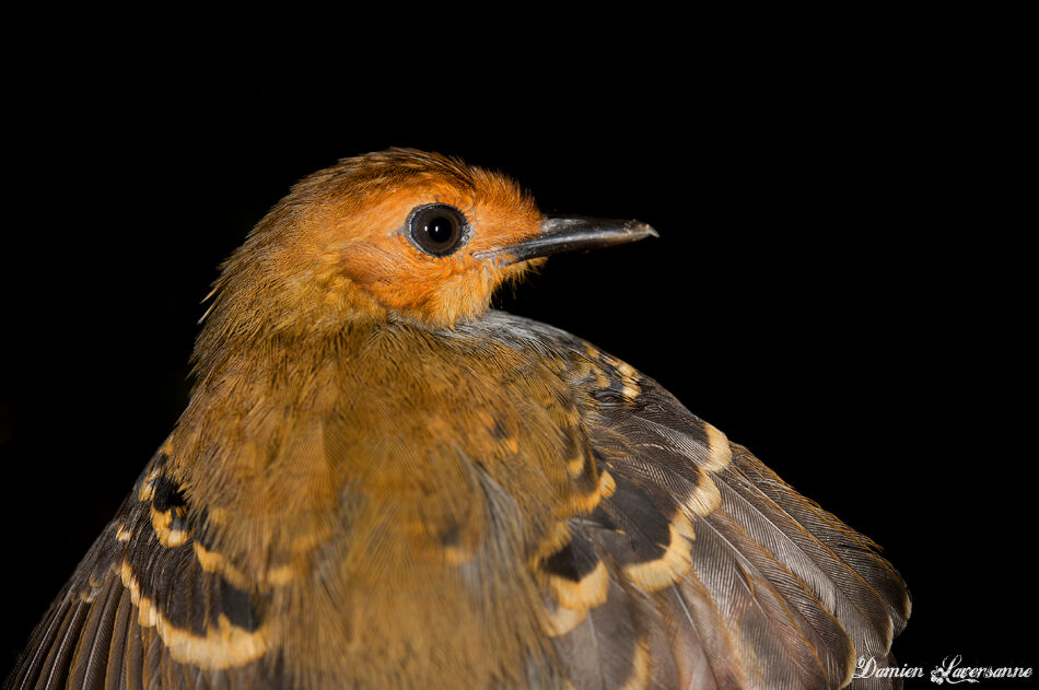 Common Scale-backed Antbird female adult