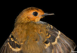 Common Scale-backed Antbird