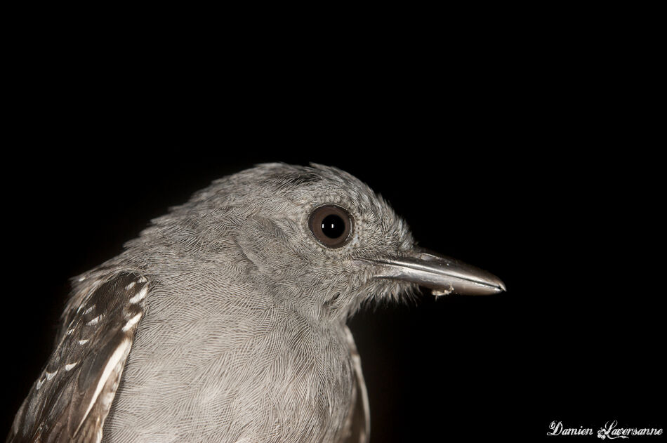 Common Scale-backed Antbird male adult