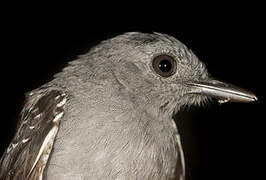 Common Scale-backed Antbird