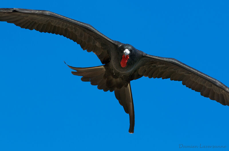 Magnificent Frigatebird