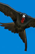 Magnificent Frigatebird