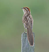 Striped Cuckoo