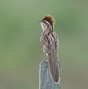 Striped Cuckoo