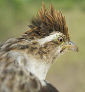 Striped Cuckoo