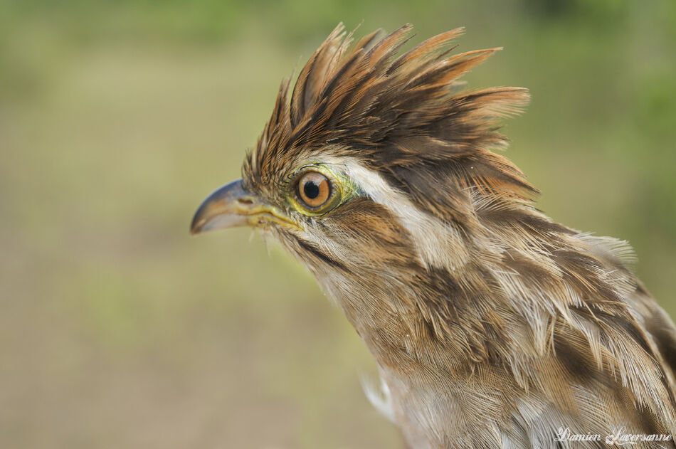 Striped Cuckoo