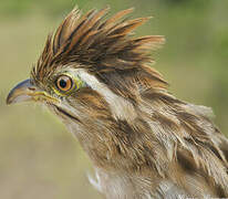 Striped Cuckoo