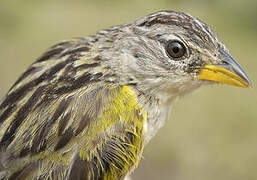 Wedge-tailed Grass Finch