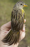 Wedge-tailed Grass Finch