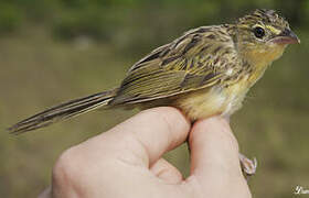 Wedge-tailed Grass Finch