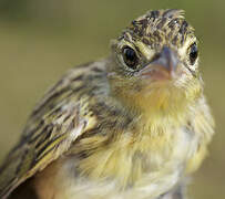 Wedge-tailed Grass Finch