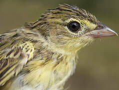 Wedge-tailed Grass Finch