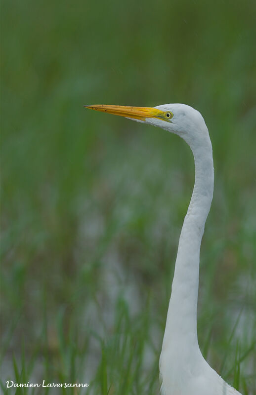 Great Egret