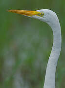 Grande Aigrette