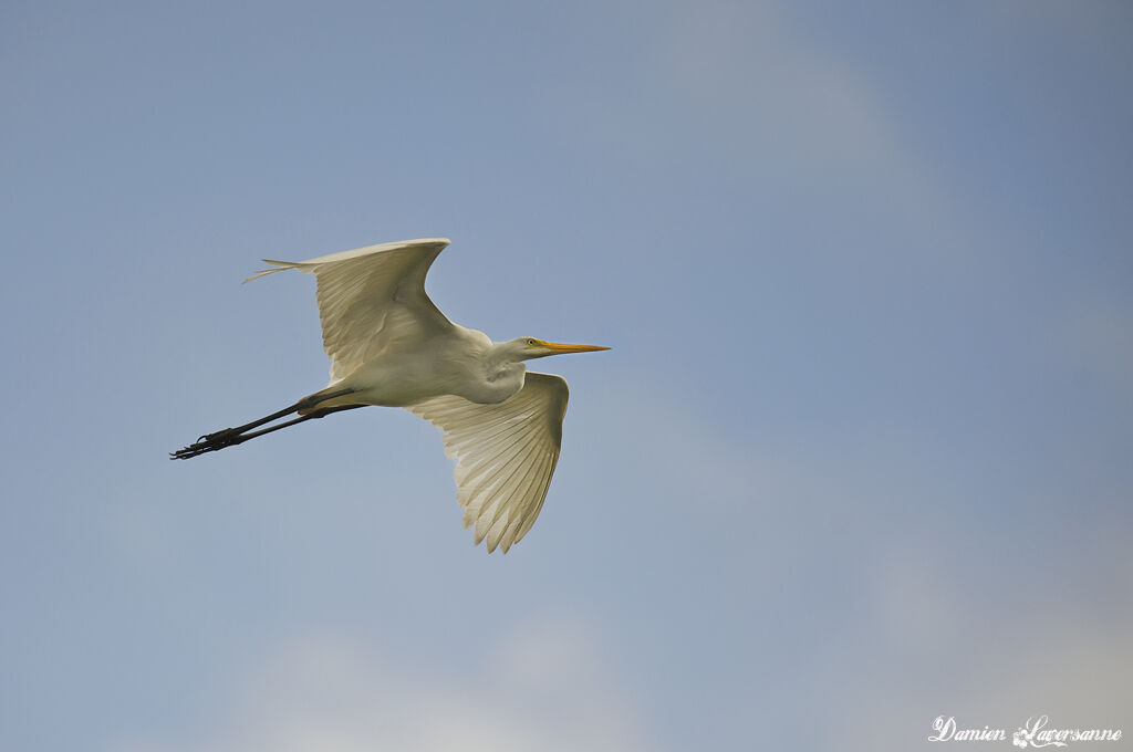 Great Egret