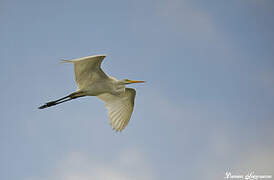 Grande Aigrette