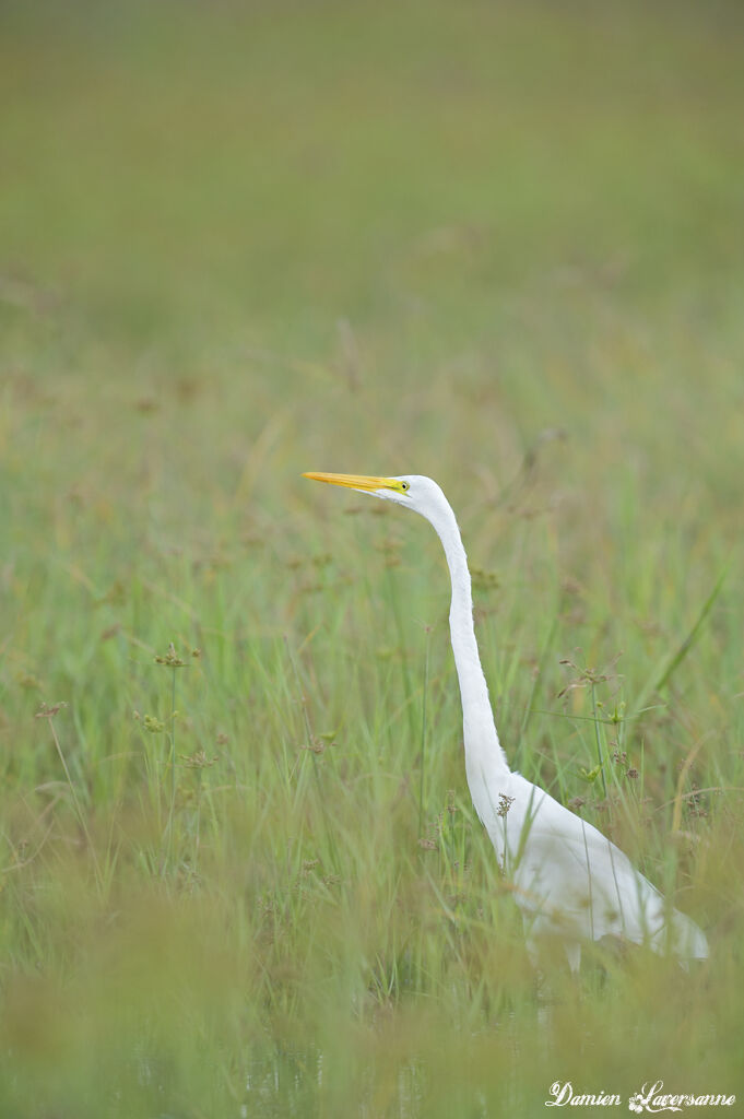 Grande Aigrette