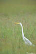 Grande Aigrette