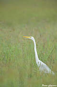 Grande Aigrette