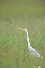 Grande Aigrette