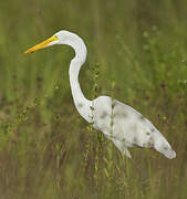 Grande Aigrette