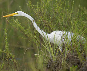 Grande Aigrette