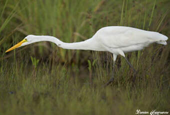 Grande Aigrette