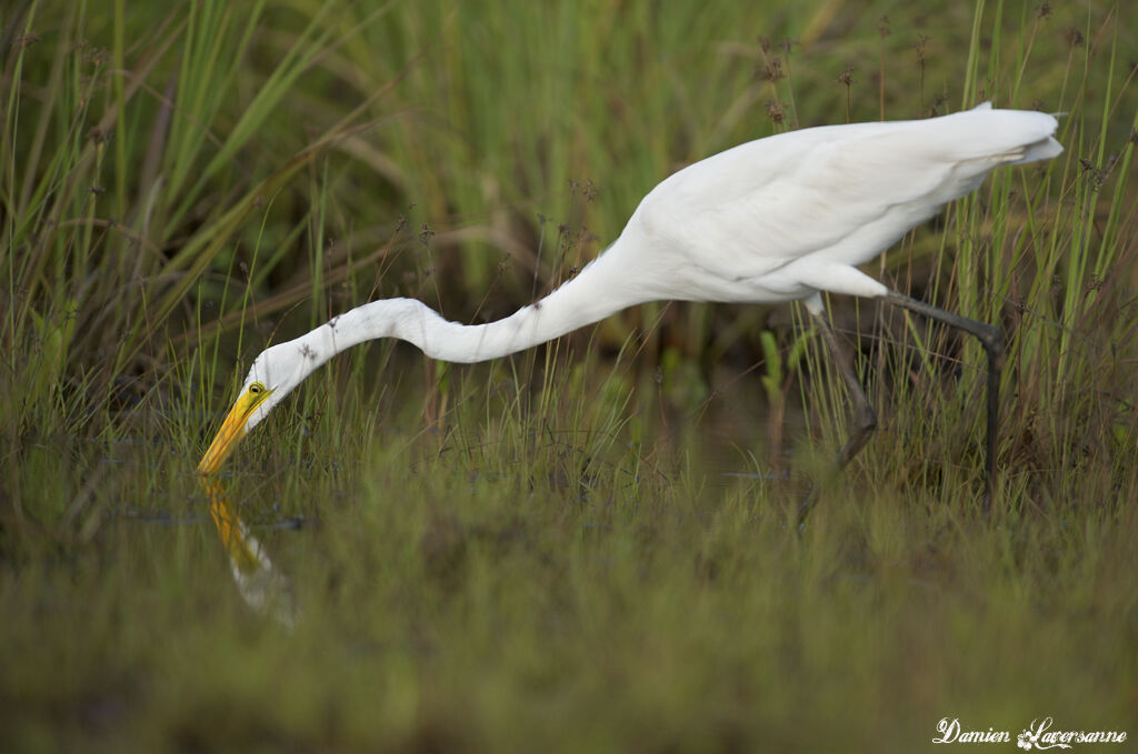 Grande Aigrette