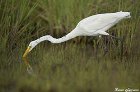 Grande Aigrette