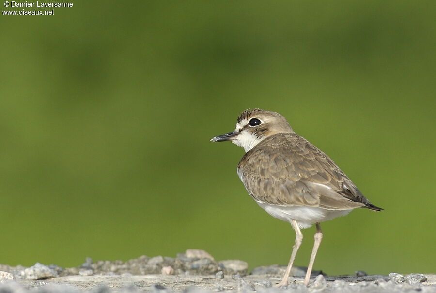 Collared Plover