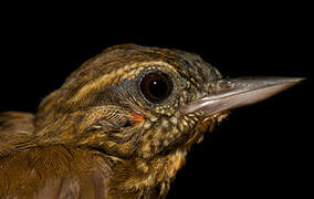 Wedge-billed Woodcreeper