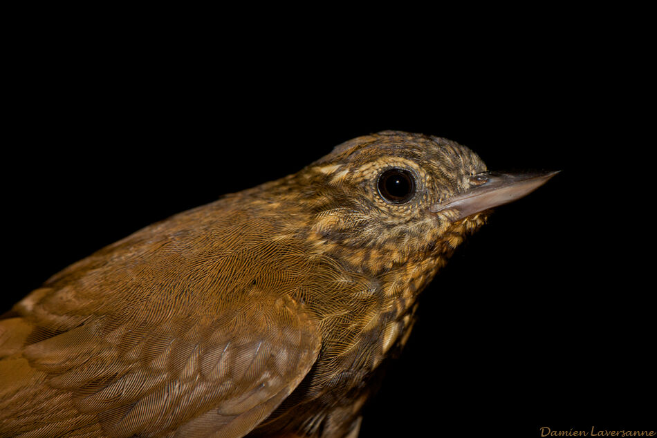 Wedge-billed Woodcreeper