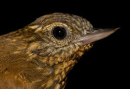 Wedge-billed Woodcreeper