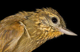 Wedge-billed Woodcreeper