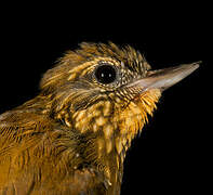 Wedge-billed Woodcreeper