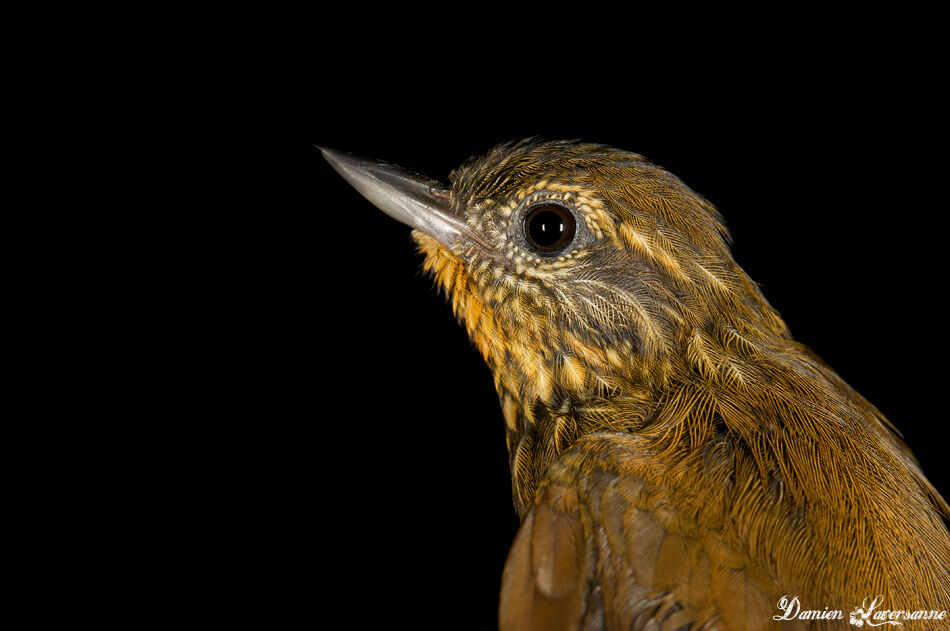 Wedge-billed Woodcreeper