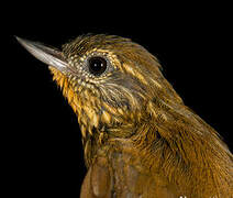 Wedge-billed Woodcreeper