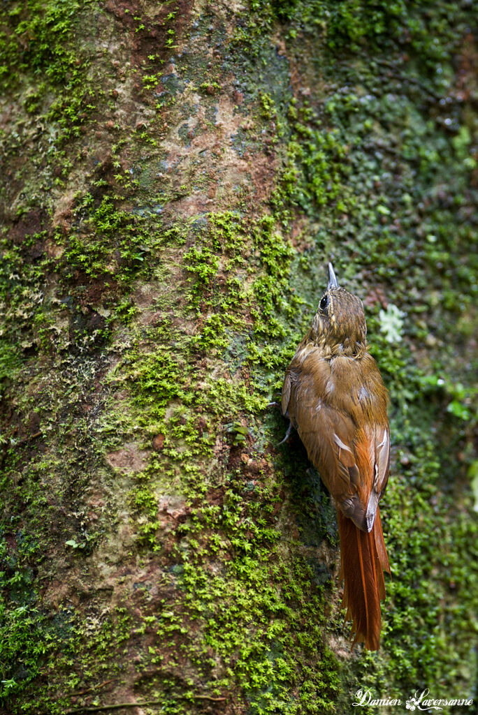 Wedge-billed Woodcreeper