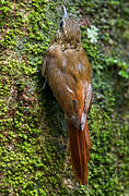 Wedge-billed Woodcreeper