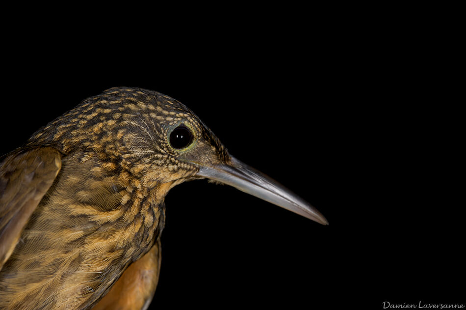 Chestnut-rumped Woodcreeper