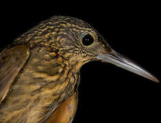 Chestnut-rumped Woodcreeper