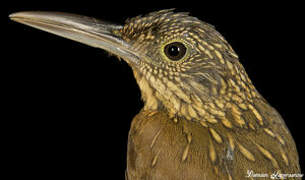 Chestnut-rumped Woodcreeper