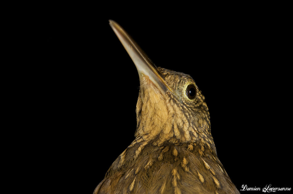 Chestnut-rumped Woodcreeper