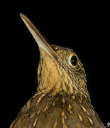 Chestnut-rumped Woodcreeper