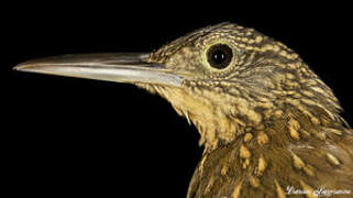 Chestnut-rumped Woodcreeper